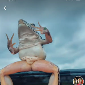 Meet your Posher, Lula